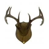8-point whitetail rack on wooden plaque