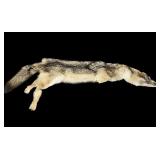 Coyote pelt