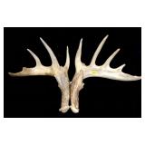 11-point trophy whitetail rack -LOCAL PICK UP ONLY