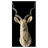 Trophy kudu shoulder mount