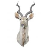 Trophy Kudu shoulder mount