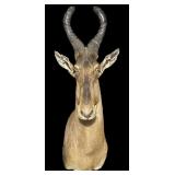Trophy Red hartebeest shoulder mount
