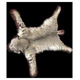 Full bobcat rug, 35" nose to tail