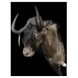 Trophy black Wildebeest shoulder mount