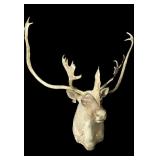Trophy caribou shoulder mount