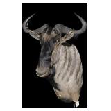Trophy blue Wildebeest shoulder mount