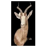 Trophy blesbok shoulder mount