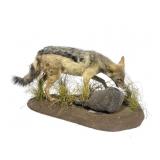 Trophy jackal full mount with bird prey on