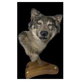 Wolf shoulder mount on pedestal base, overall