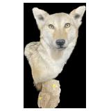 Coyote shoulder mount on base, overall 24" H
