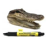 Alligator head, 7" L