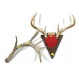Lot, 6-point rack on wooden plaque and shed