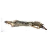 Coyote pelt