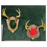Lot, 2 whitetail deer antlers on wooden plaques