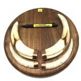 Pair of warthog tusks on wooden plaque