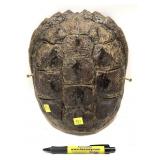 Turtle shell, 11 1/2" x 9 1/2"