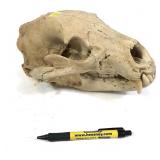 Black bear skull