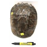 Turtle shell, 9 1/2" x 8"