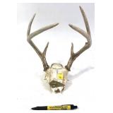 6-point antlers with broadhead