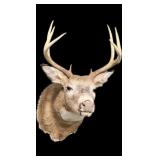 Trophy 8-point whitetail deer mount