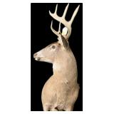 Trophy 9-point whitetail deer mount