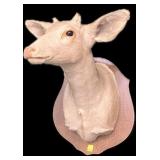 Trophy albino doe mount on wooden plaque
