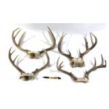 Lot, 4 assorted whitetail antlers