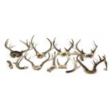 Lot, 9 assorted whitetail antlers