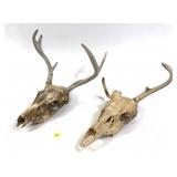 Lot, 2 European skull mounts