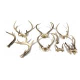 Lot, 6 assorted whitetail antlers