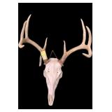 8-point whitetail deer European mount