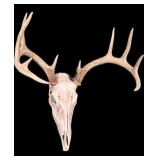 10-point whitetail deer European mount