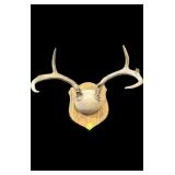 4-point antler rack on wooden plaque