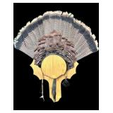 Trophy tom turkey fan with 8" beard on wooden