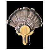 Trophy tom turkey fan with 7 1/2" beard on