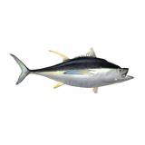 Trophy Tuna Mount , approx. 52" L.