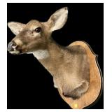 Trophy whitetail doe mount on wooden plaque