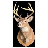 Trophy 9-point whitetail mount on wooden plaque