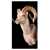 Trophy bighorn sheep ram mount