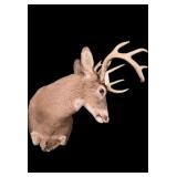Trophy 11-point whitetail deer mount