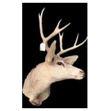 Trophy 8-point whitetail deer mount