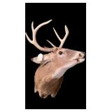 Trophy 9-point whitetail deer mount