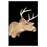 Trophy 8-point whitetail deer mount