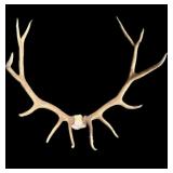 6x6 trophy elk antlers