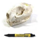 Black bear skull