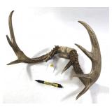 8-point antlers