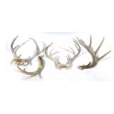 Lot, 4 assorted whitetail antlers