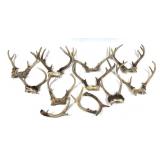 Lot, 8 assorted whitetail antlers