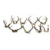Lot, 9 assorted whitetail antlers