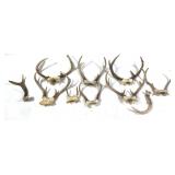 Lot, 8 assorted whitetail antlers
